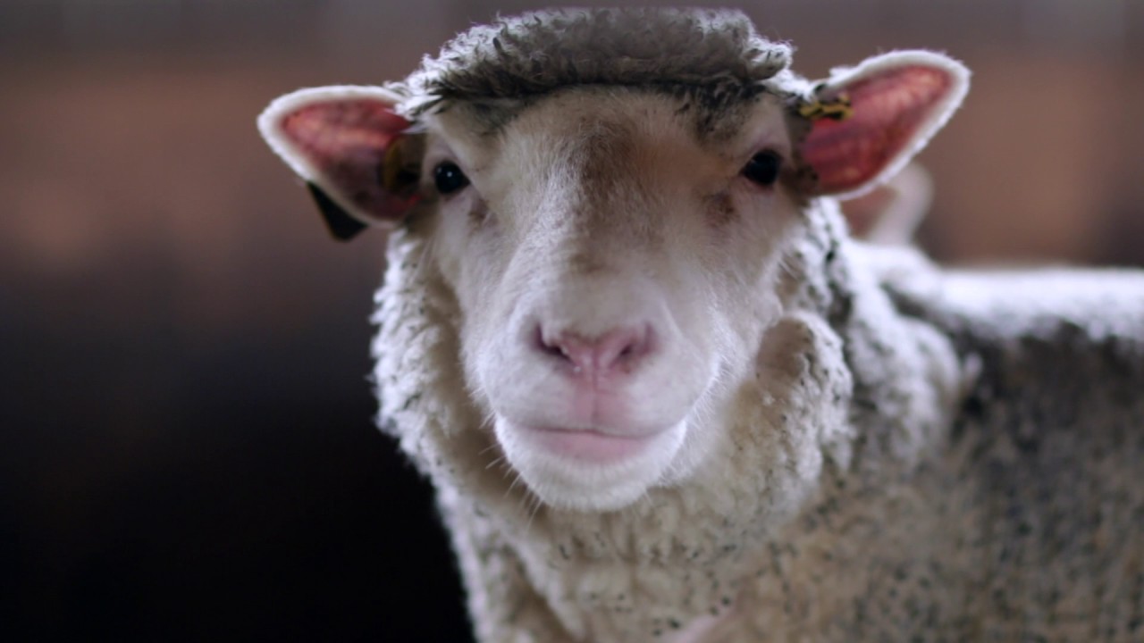 What do sheep eat