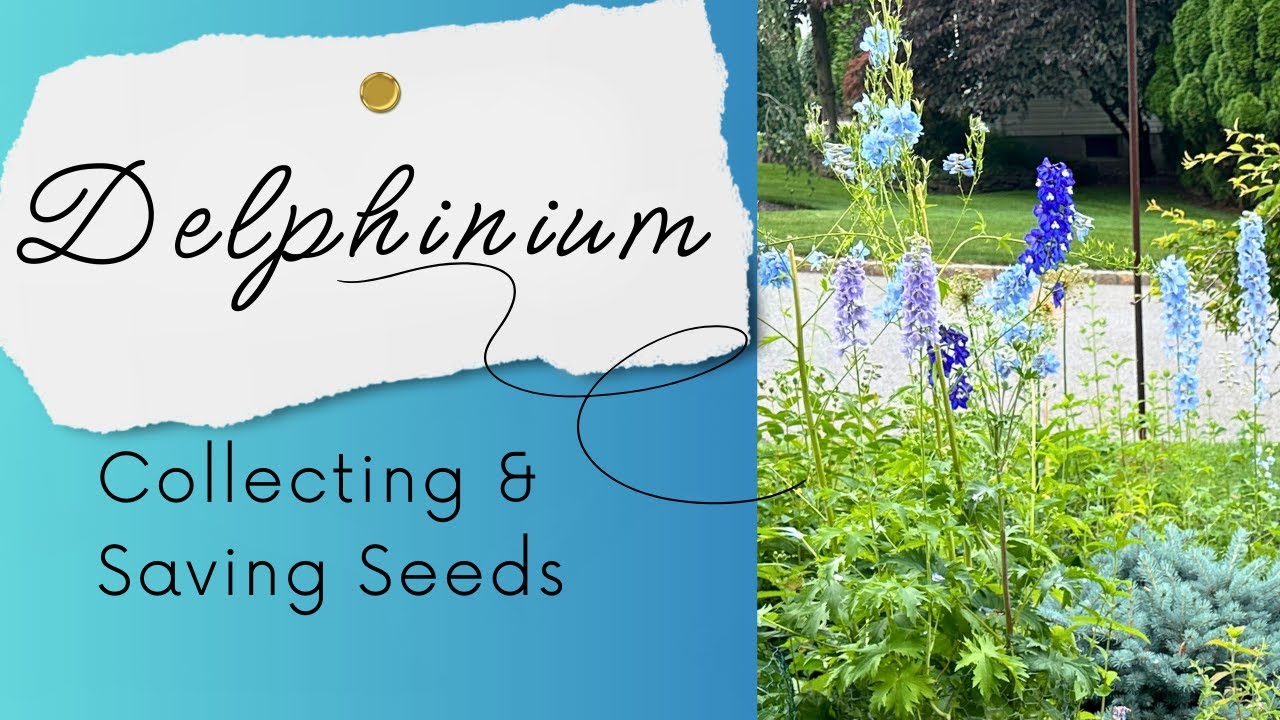 How to Collect and Save Delphinium Seeds in Your Garden