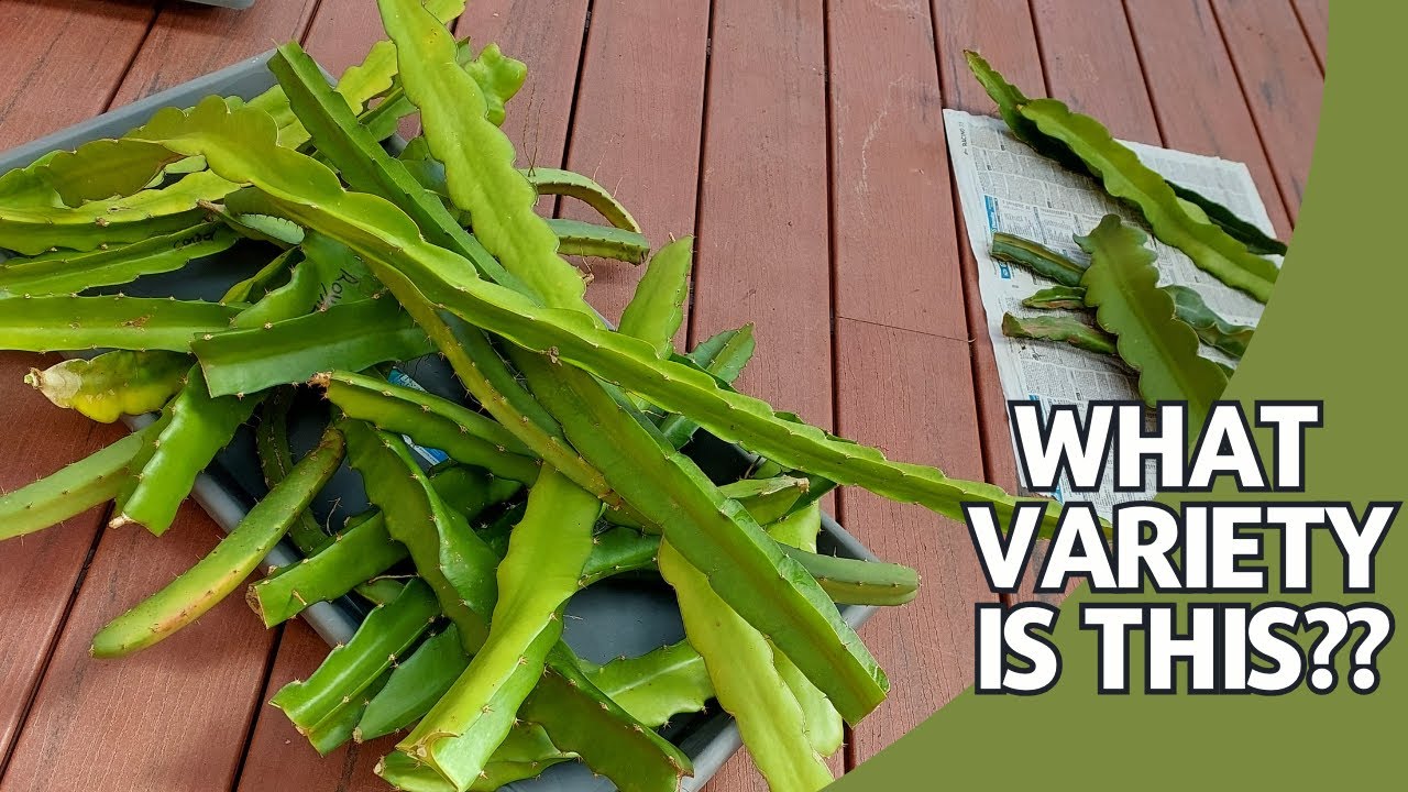 Identifying Your Dragon Fruit Variety. Naming your fruit!
