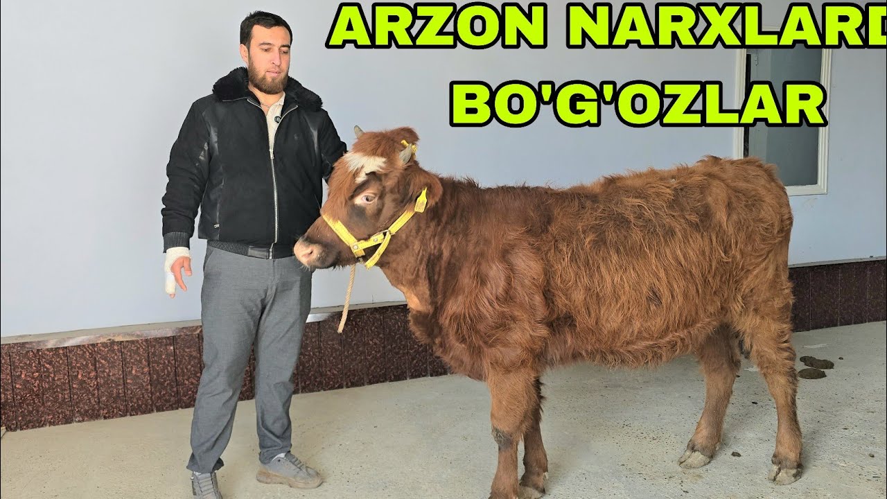 Azamat ukamizdan arzon narxlarda bo'g'oz g'unojinlarni 7 января 2026 г.