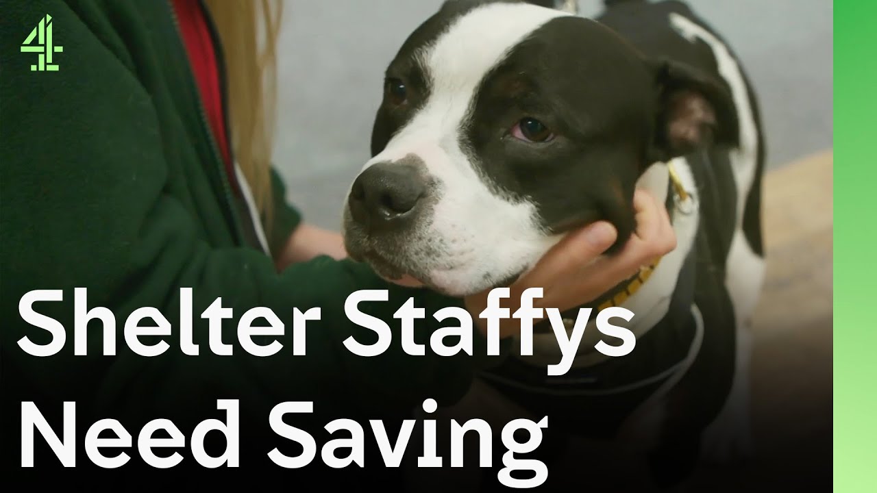 These Shelter Staffy's Were Left Behind But Will Someone Come to their Rescue? | The Dog House 🐶