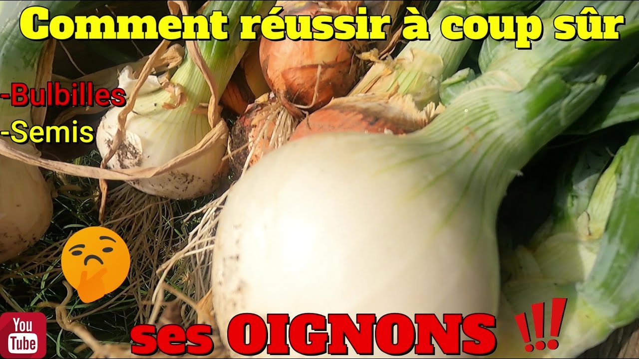 COMMENT réussir quasiment à coup sûr ses OIGNONS !! 🤔
