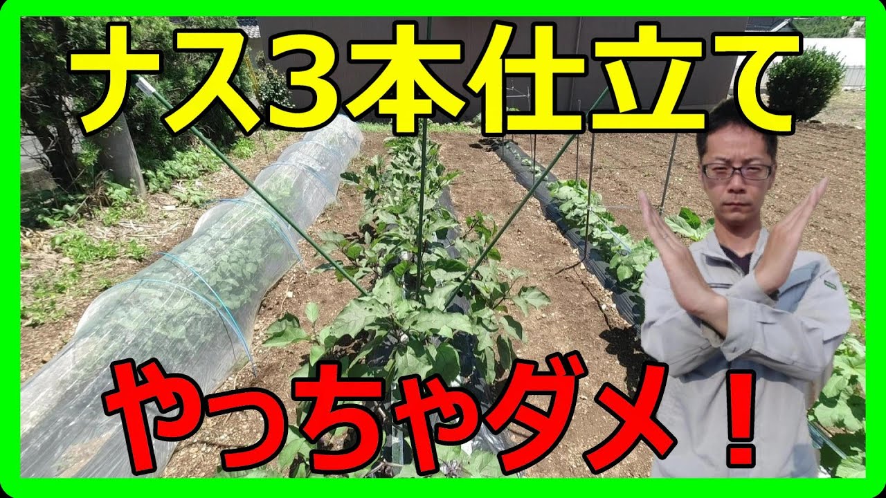 【超簡単！】ナスの仕立て方！3本仕立てではない方法を教えます！