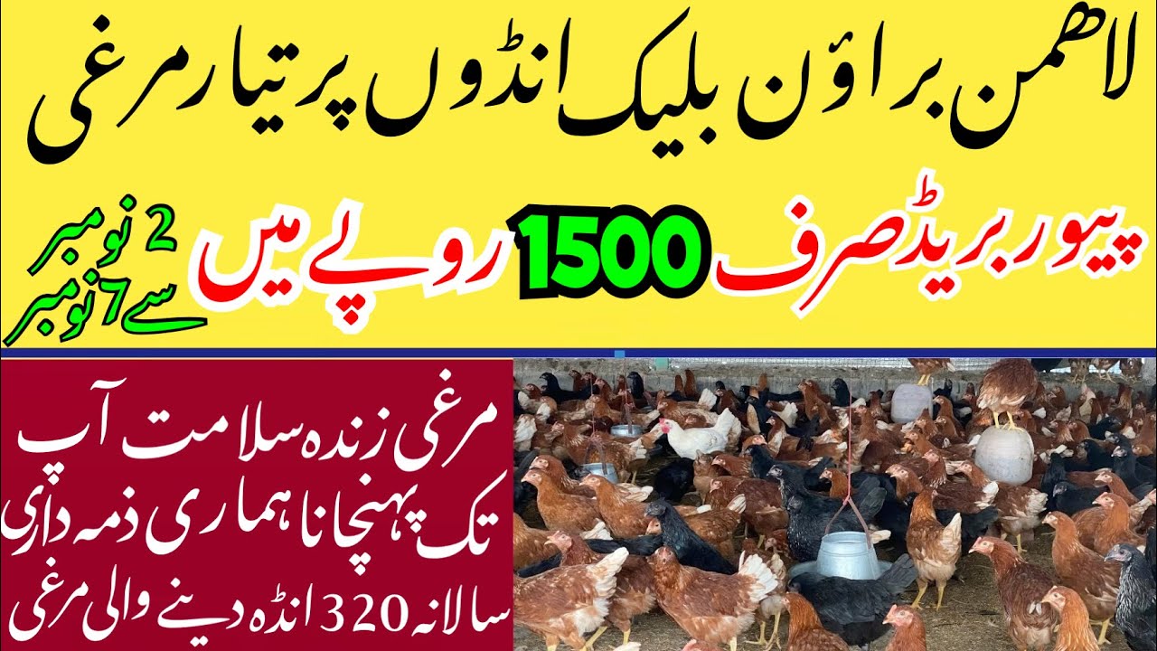 Lohmann Brown Lohmann Black | ready to Egg laying Hen
