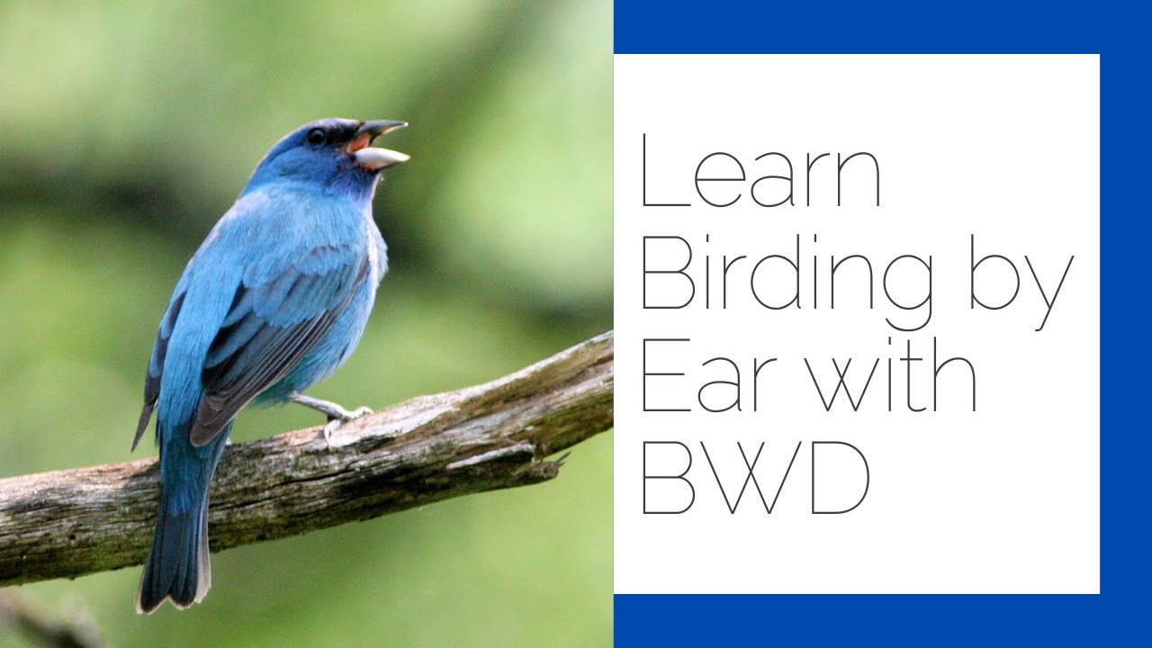 Birding by Ear, Tom Stephenson, and Bird Watcher's Digest!