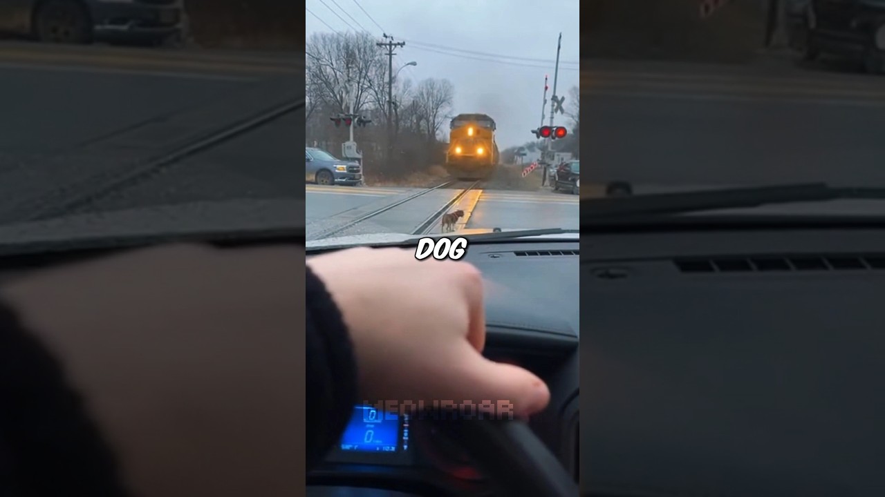 I Had 5 SECONDS Before Train Hit The Dog On Tracks 🚂💔