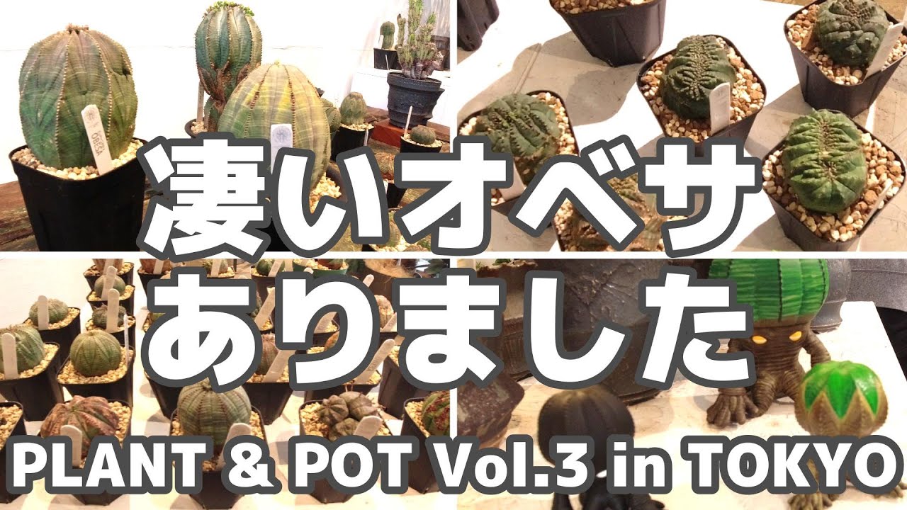 【綴化、巨大】個性的なオベサがいっぱいの植物イベントへ【PLANT & POT Vol 3】