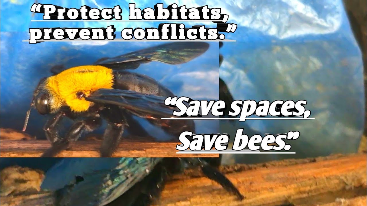 Female Carpenter Bees Fighting 🐝 | Rare Aggressive Behavior Caught on Camera 