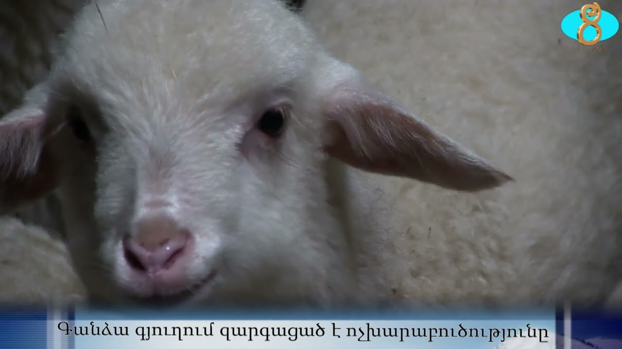 Будни села Гандза. Գանձա գյուղում զարգացած է ոչխարաբուծությունը