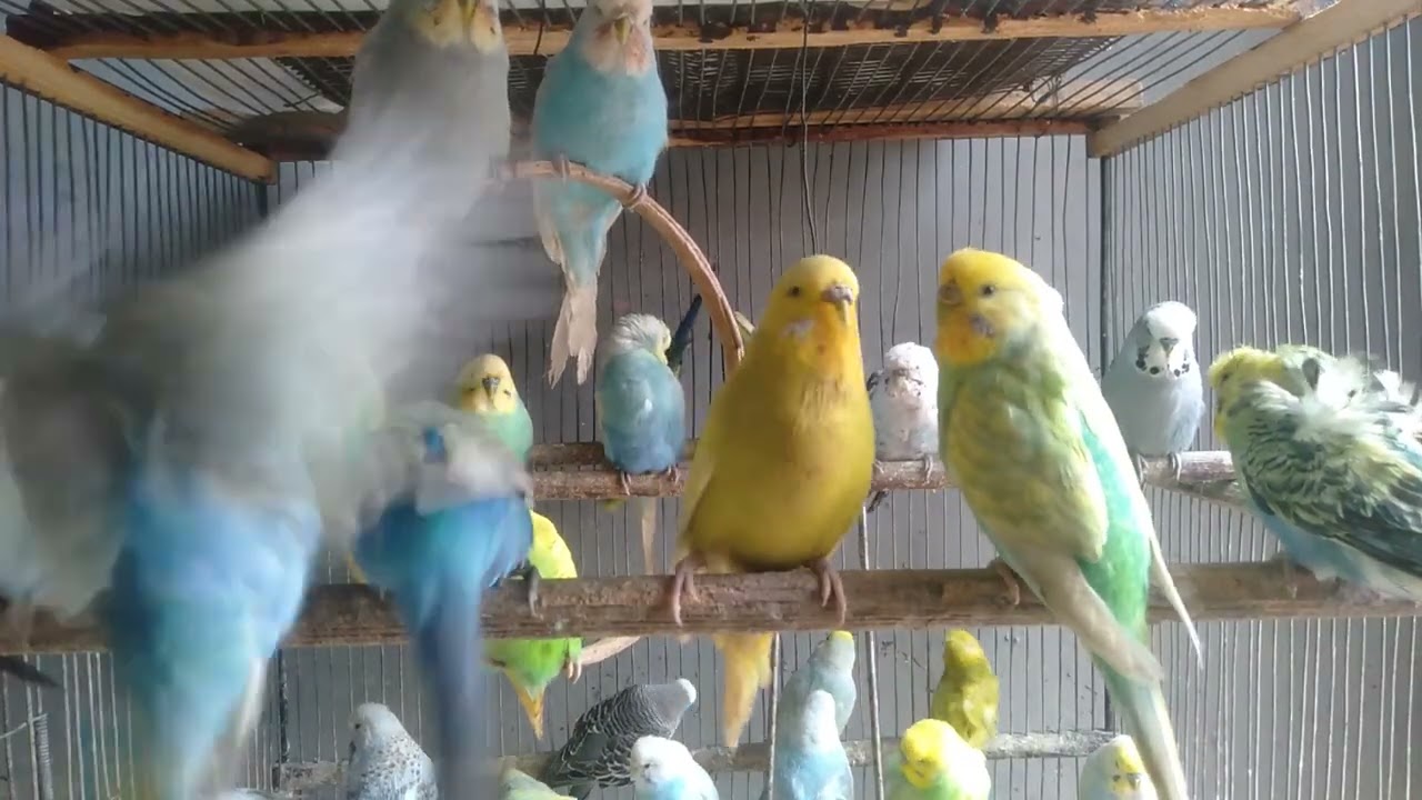 セキセイインコが急に落ち着く 小さな秘密