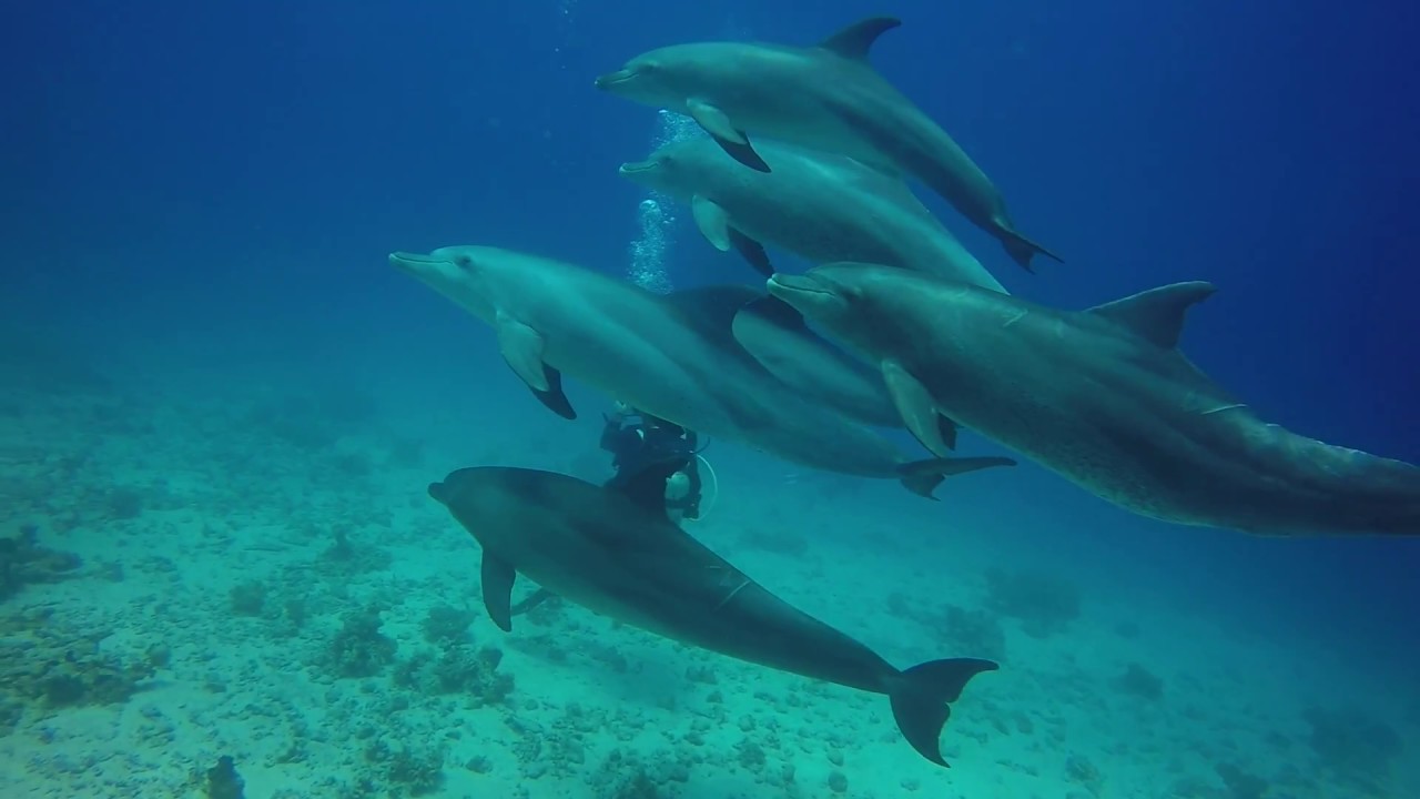 Delfing Gang beim Early Morning Dive