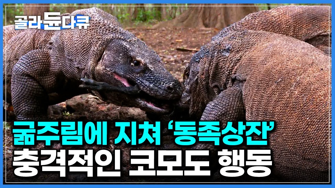 고립된 섬, 부족한 먹이. 굶주림에 지쳐 새끼까지 잡아먹는다는 코모도왕도마뱀｜최상위 포식자가 멸종 위기에 놓인 이유｜자연 다큐｜다큐프라임｜#골라듄다큐