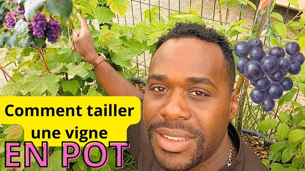 Comment avoir du raisin en pot ?