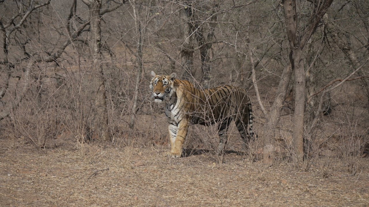 Tigress Riddhi (T-124) after seeing Sambhar Deer // Ranthambhore National Park//
