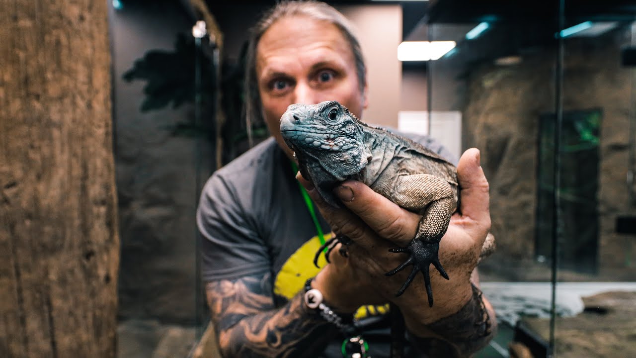 GETTING A BLUE ROCK IGUANA FOR MY REPTILE ZOO!! Build Day #13 | BRIAN BARCZYK