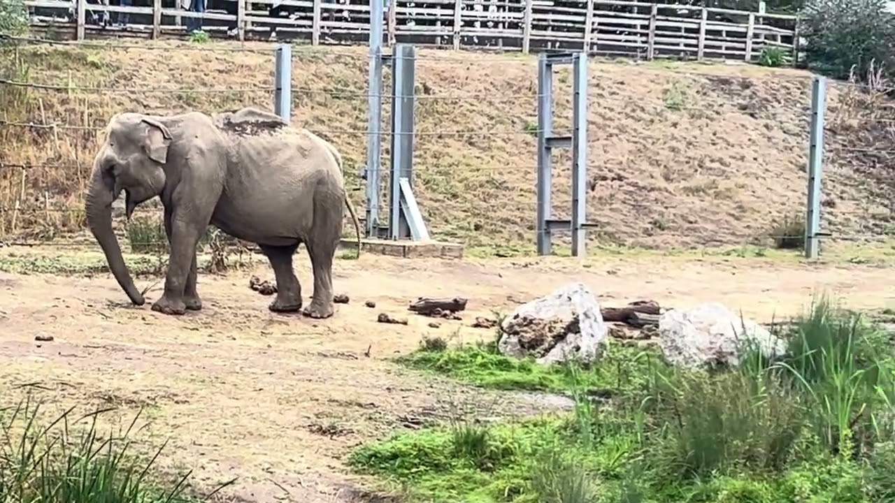 Blackpool zoo elephants 2026