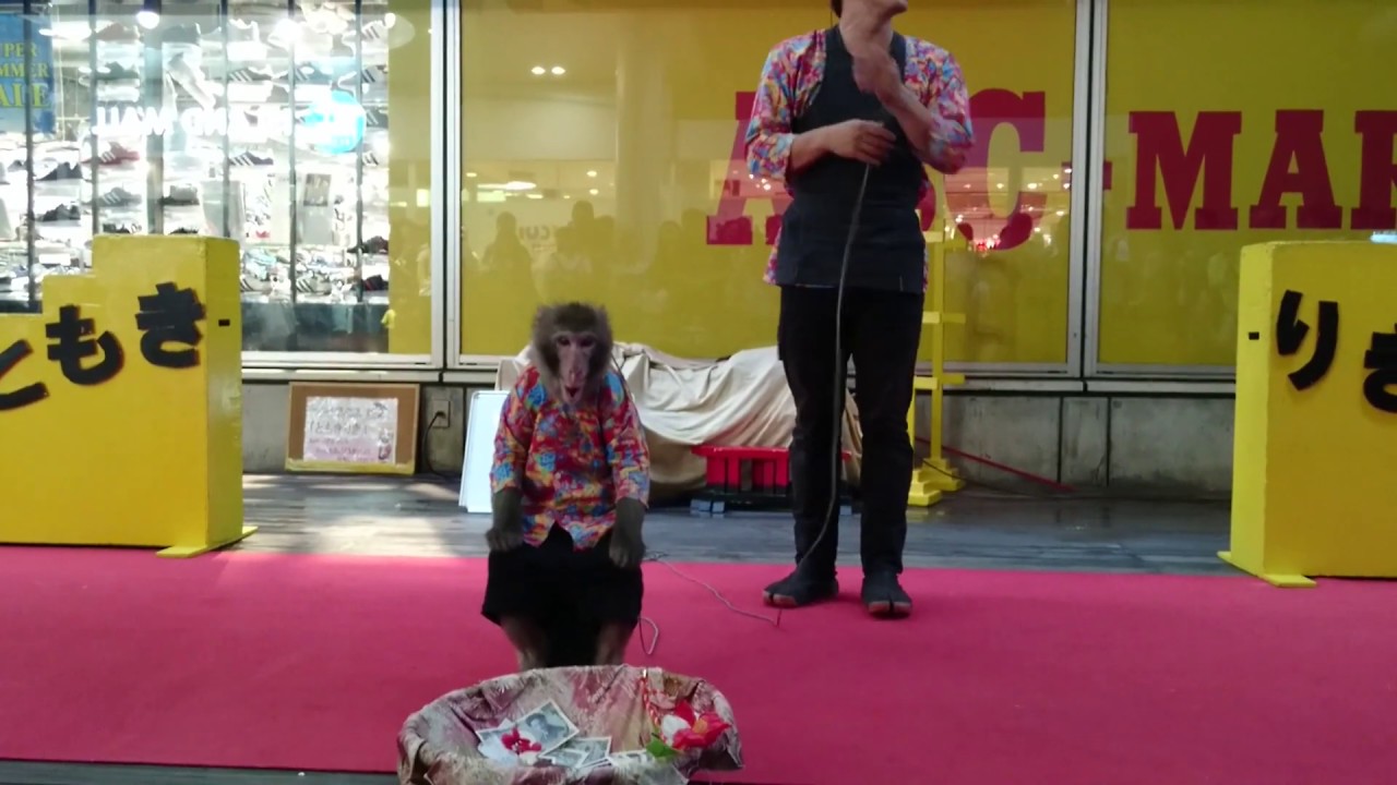 Performing Monkey in Odaiba, Tokyo