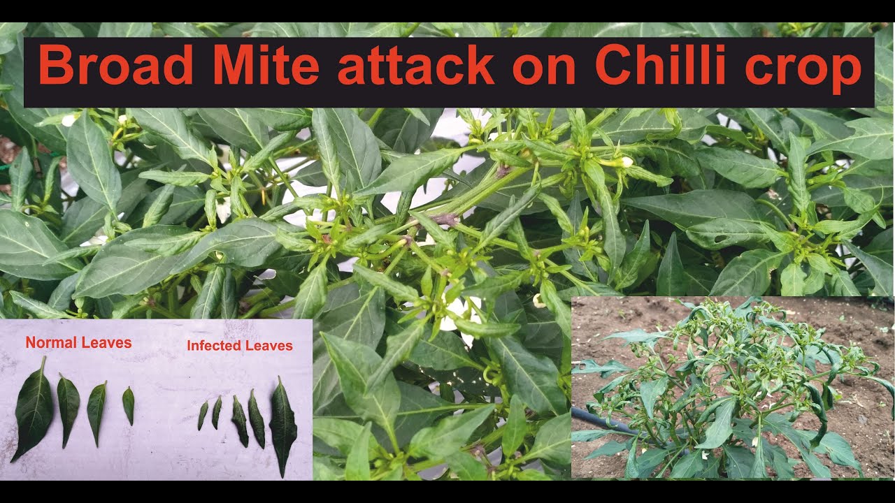 Broad Mite attack on Chilli crop