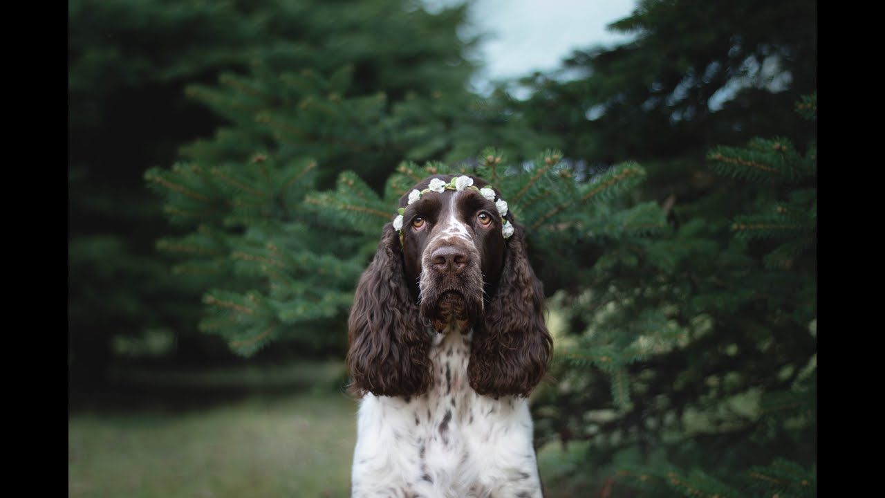 ~ Her Life ~ [Thea English Springer Spaniel - 3y]
