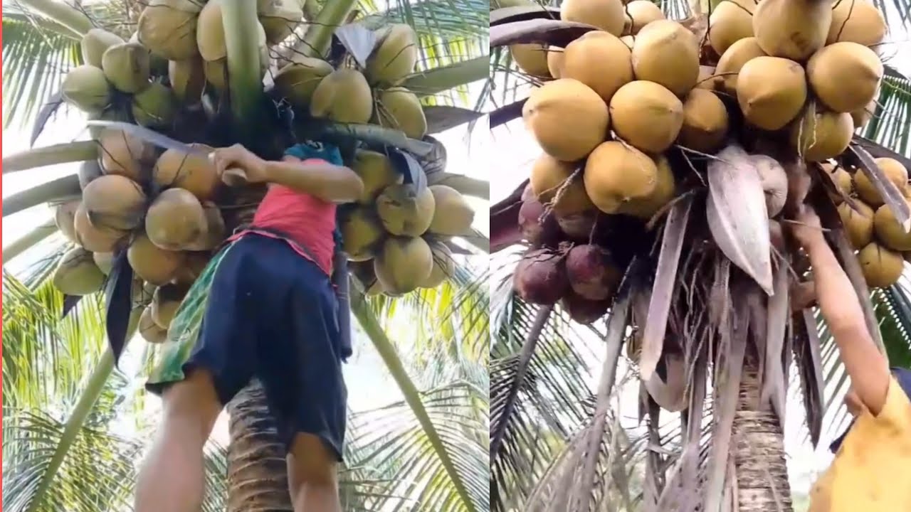Abante napod ta mga idol