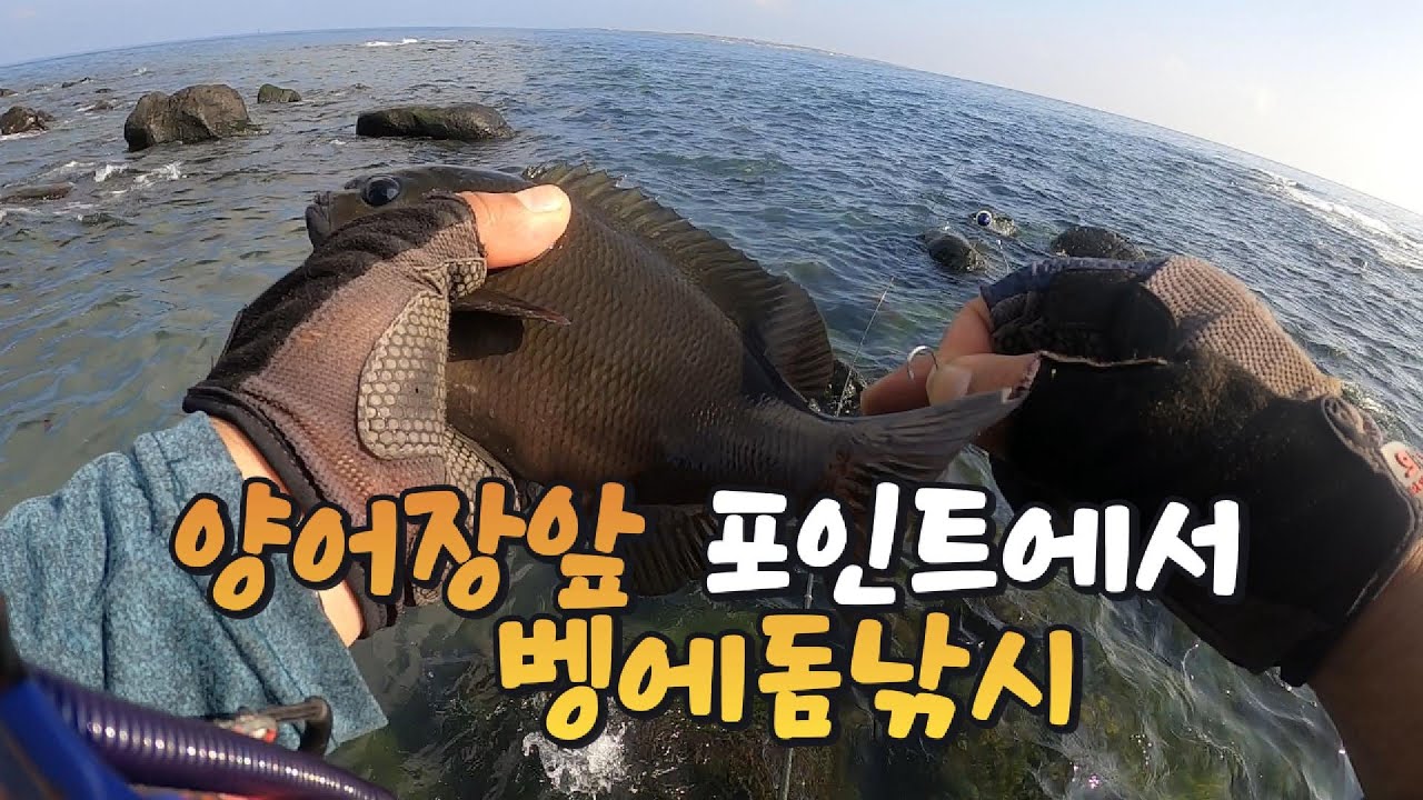 양어장 앞 포인트에서  벵에돔낚시 (25.7.2)