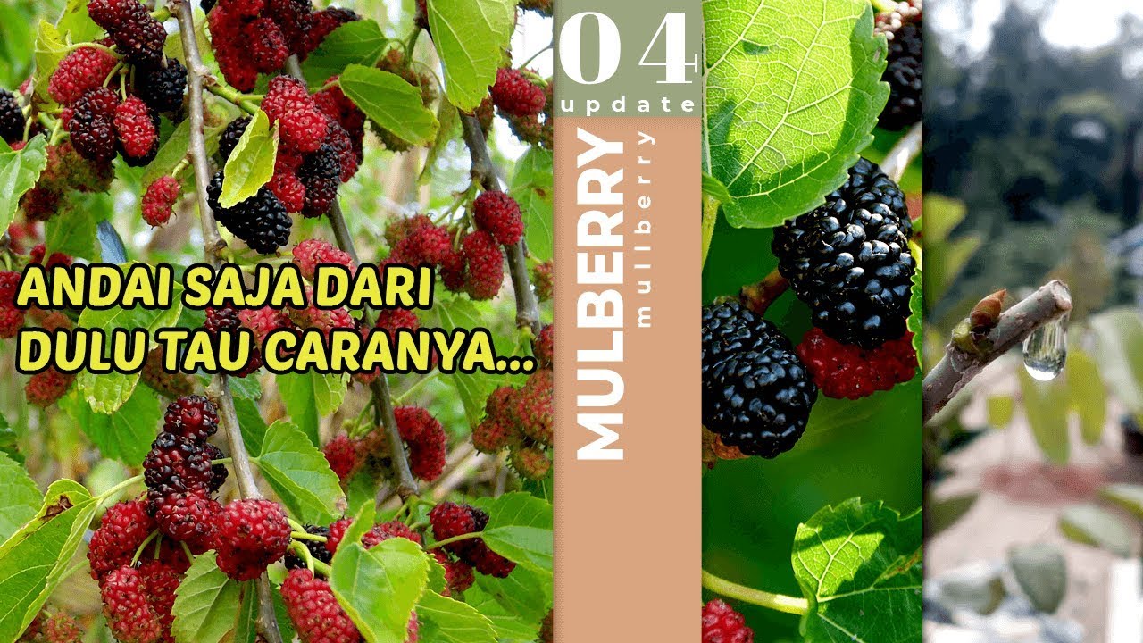Agar Murbei Berbuah Super Lebat, Rahasia Membuahkan Mulberry