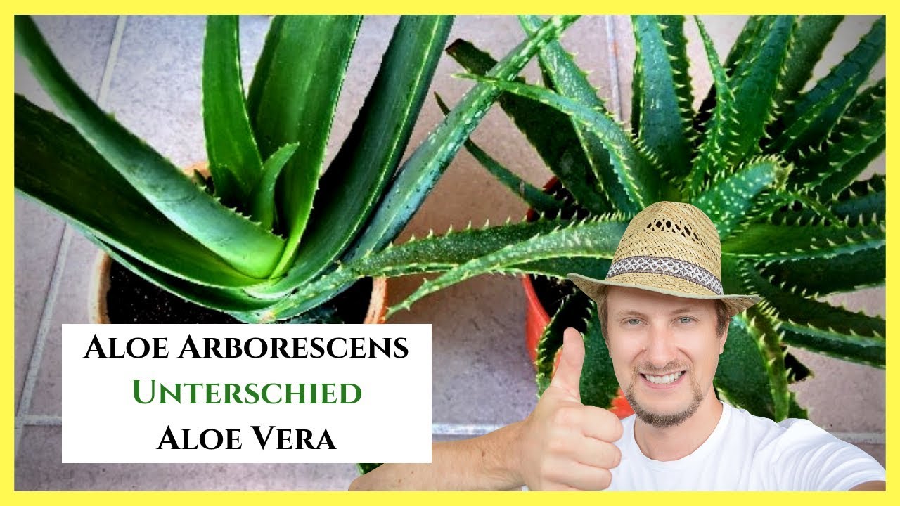 Aloe Arborescens 🔴 Unterschied Aloe Vera