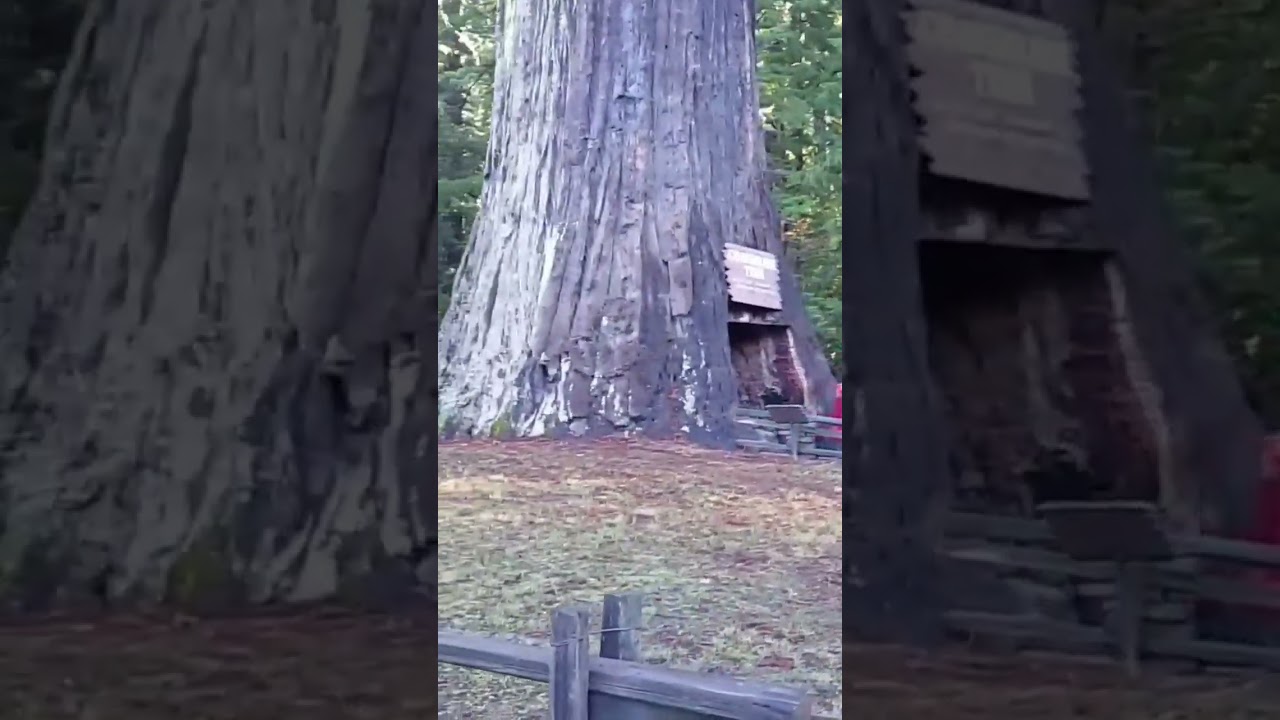 Думал тоже проскочит/ Thought he would get through #redwood #forest #деревья #shorts #короткиевидео