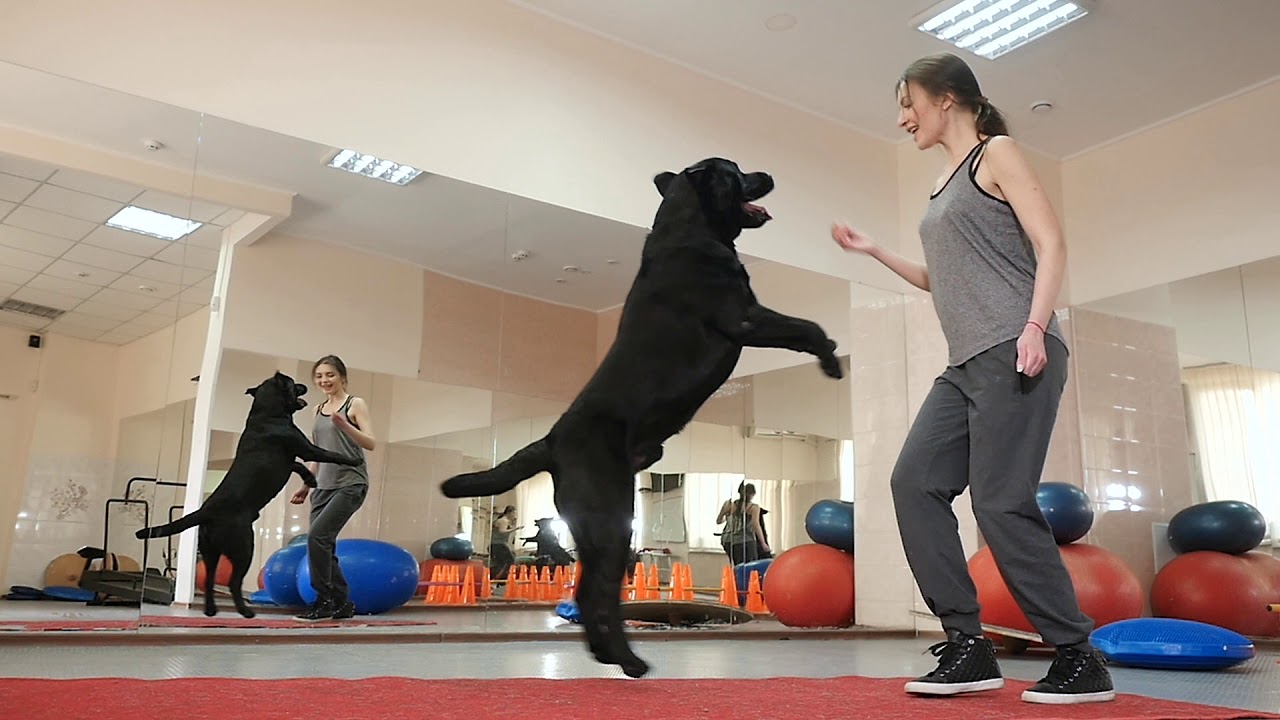 CATCH Your Dream: CATCH Academy - The Premier Dog Trainer School - Become a Dog Trainer!