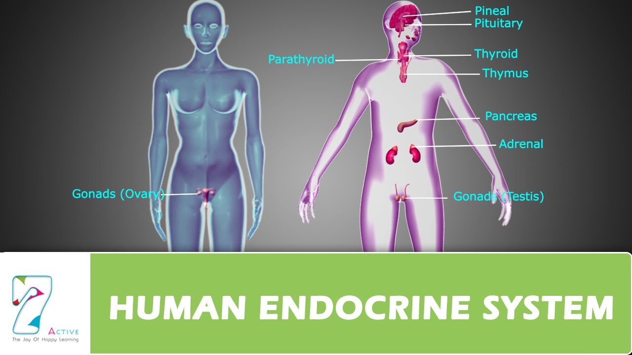HUMAN ENDOCRINE SYSTEM_PART 01