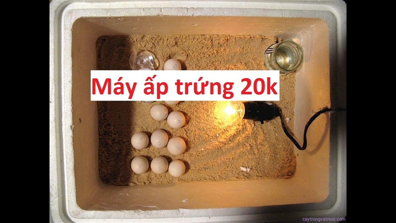 Hướng dẫn làm máy ấp trứng tự chế, tiện lợi, đơn giản, dễ sử dung, máy ấp trứng mini cho gia đình