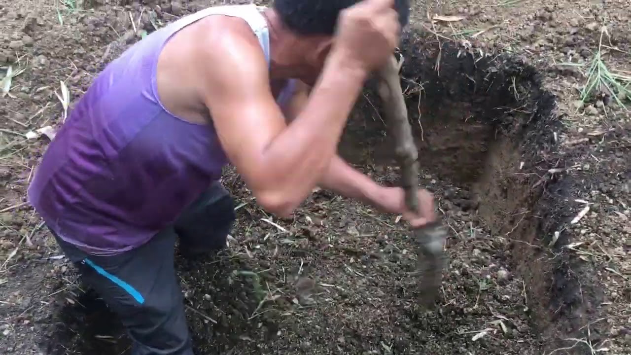 HOW TO COMPOST CHICKEN MANURE