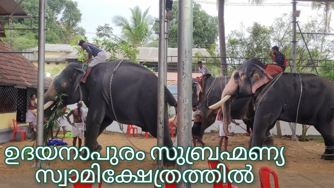 മച്ചാട് ശ്രീ അയ്യപ്പൻ🐘 തോട്ടേക്കാട് കണ്ണൻ🐘കണ്ടിയൂർ പ്രേംശങ്കർ🐘സുബ്രഹ്മണ്യസ്വാമിക്ഷേത്രത്തിൽ!!2024