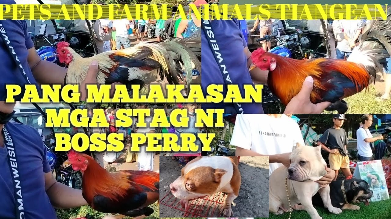 PANG MALAKASAN MGA STAG NI BOSS PERRY: TIANGEAN NG PETS AND FARM ANIMALS: BOCAUE BULACAN