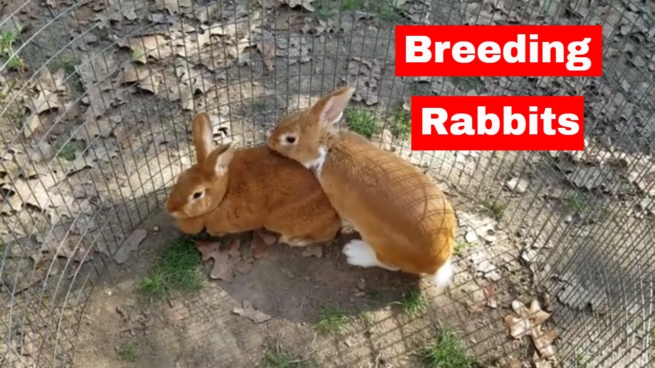 Breeding Rabbits: New Zealands - Spottee Jr and Apple Jack