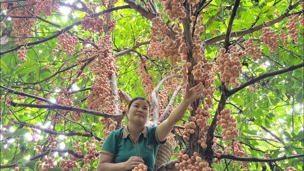 Poor girl wanders around looking for fruit to bring to the market to sell and buy food.