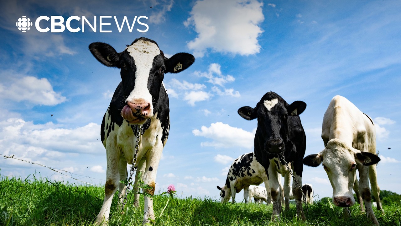 U.S. tariffs on dairy industry are 'completely unwarranted': Dairy Farmers of Canada president