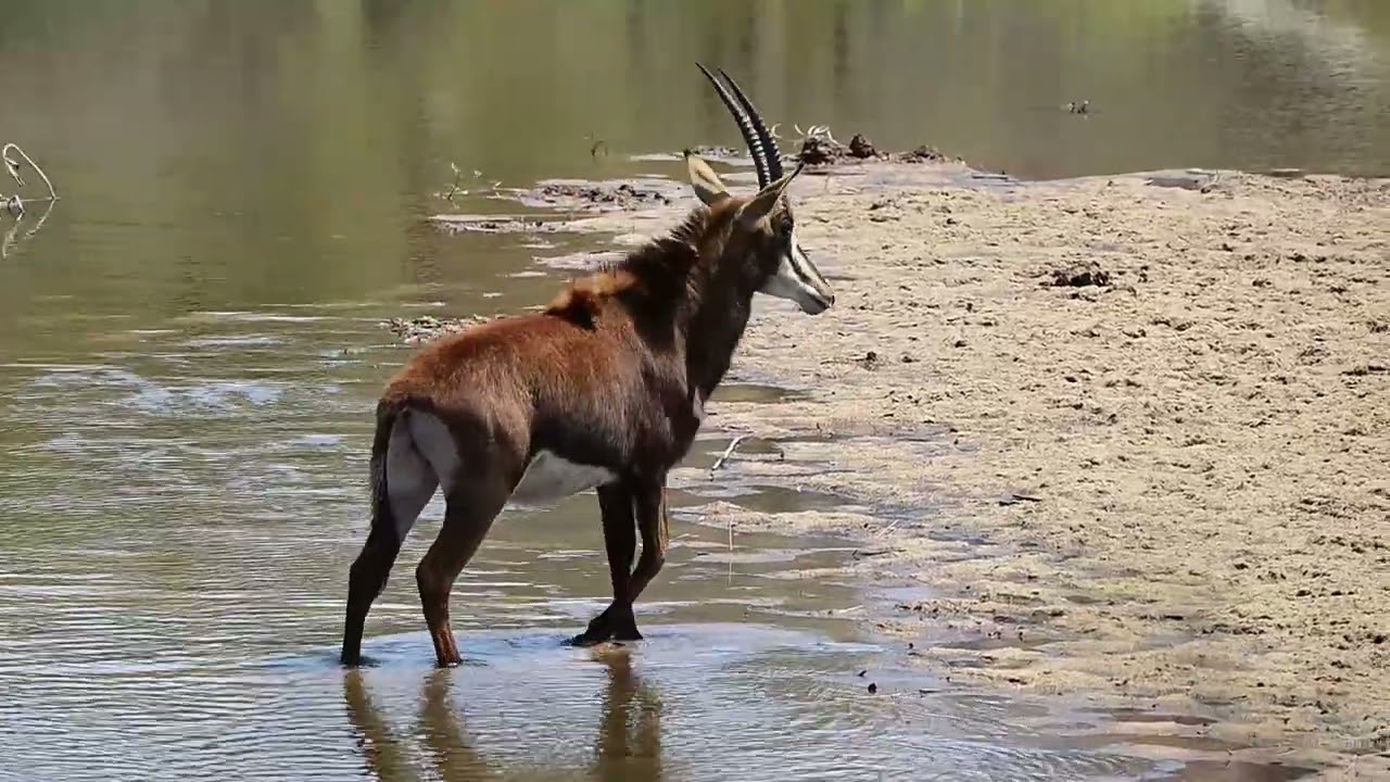 Sable Antelope drinking in Sabie River, Kruger National Park, seen with B1 Photo Safaris