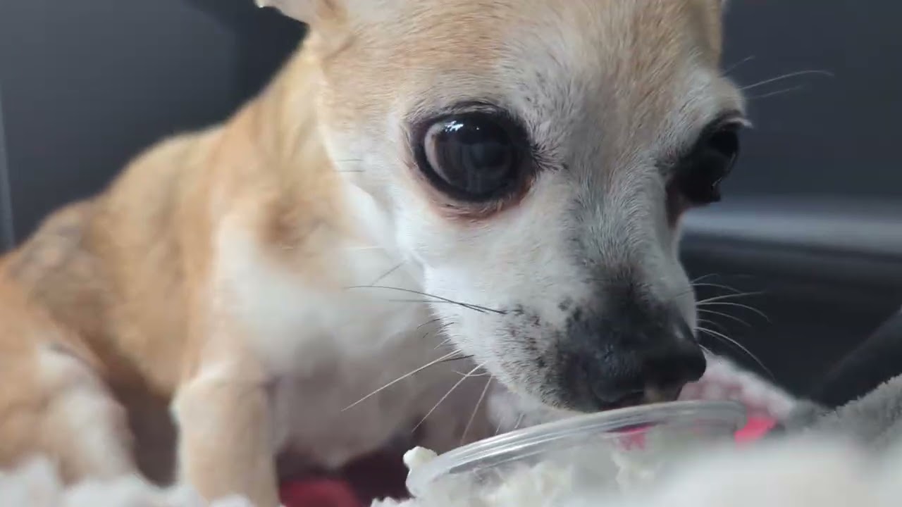 Chihuahua Chip gets a pupcup