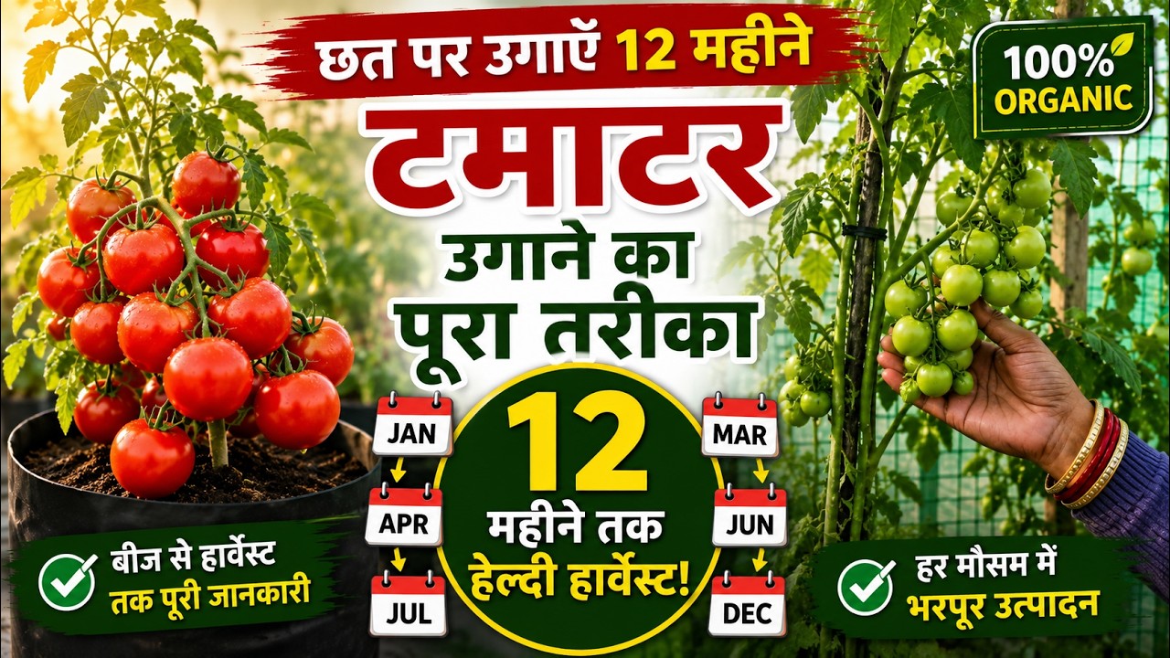 छत पर उगाएँ 12महीने टमाटर🍅🍅 | Unlimited Tomatoes at Home | Terrace Gardening | Kavita Kitchen Garden