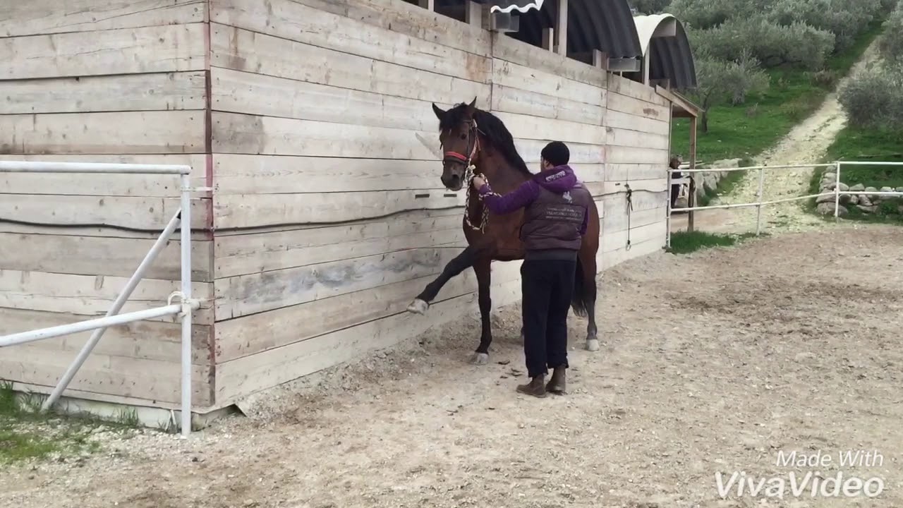 Piaffer e passo spagnolo cavallo p.r.e DUDOSO