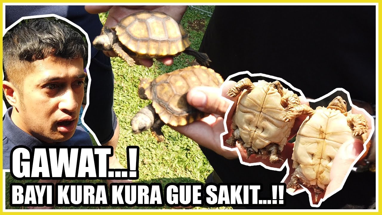 CARA MERAWAT BAYI KURA KURA