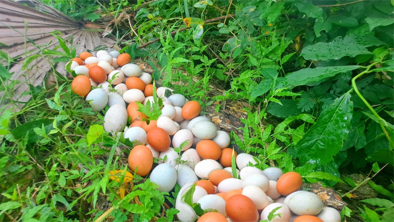 amazing! pick a lot of eggs on the hive under a tree pick by hand