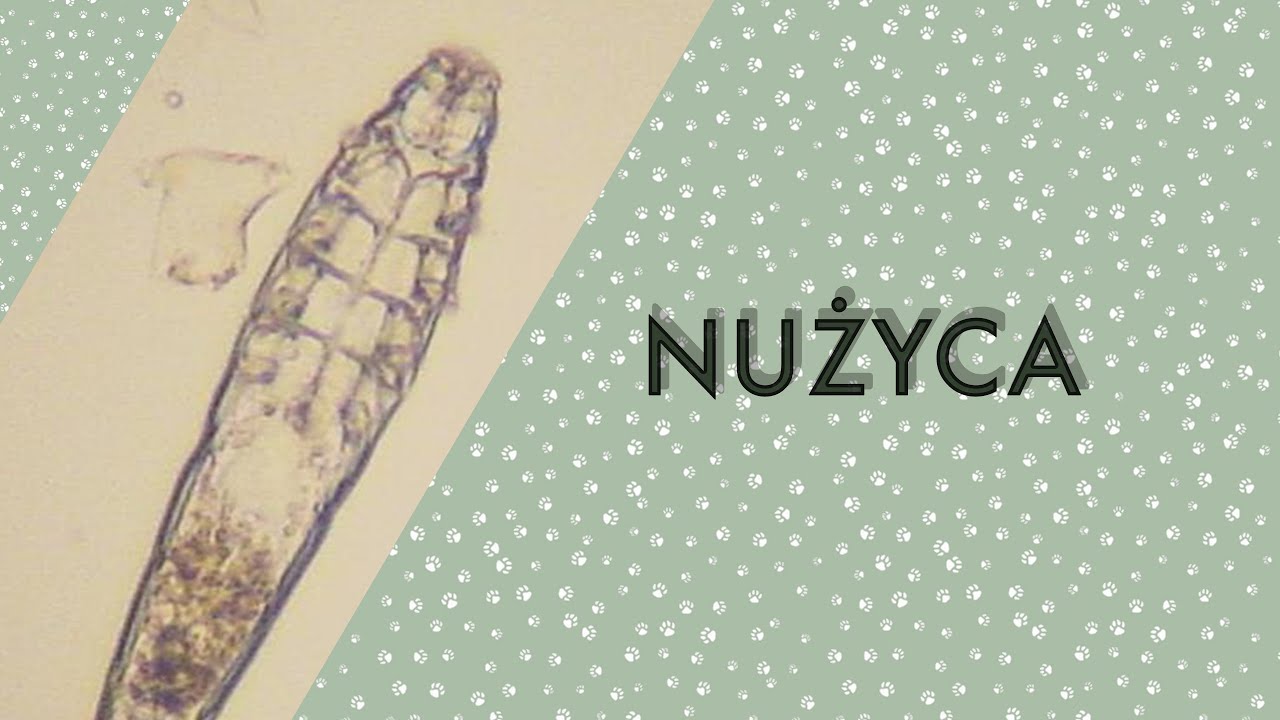 NUŻYCA U PSÓW