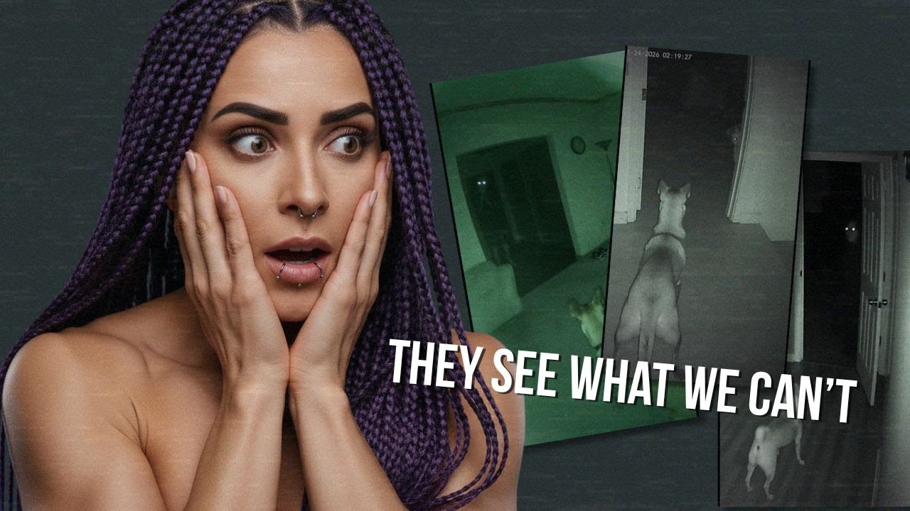 Ghosts Caught on Camera? Dogs Seem to See What We Can’t… | Compilation