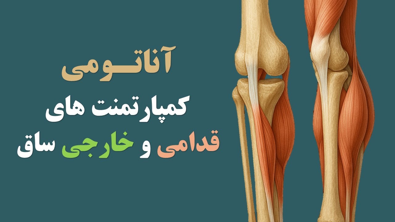 آناتومی عضلات ساق پا قسمت اول