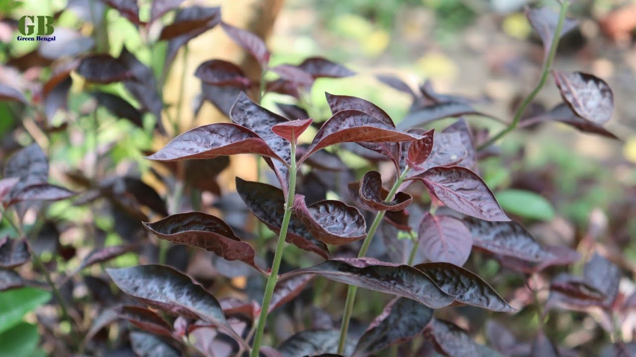 How to propagate Loropetalum from cutting with update