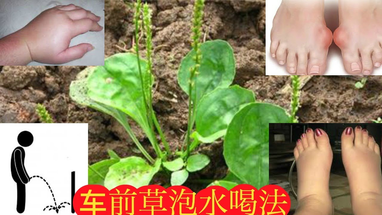 车前草泡水喝有改善尿酸，肾炎、水肿,很多人都不知道 ！Health Benefits Of&nbsp;Plantain.