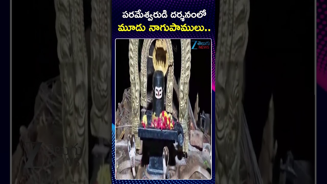 Snakes Hulchul In Lord Shiva Temple  | పరమేశ్వరుడి దర్శనంలో మూడు నాగుపాములు