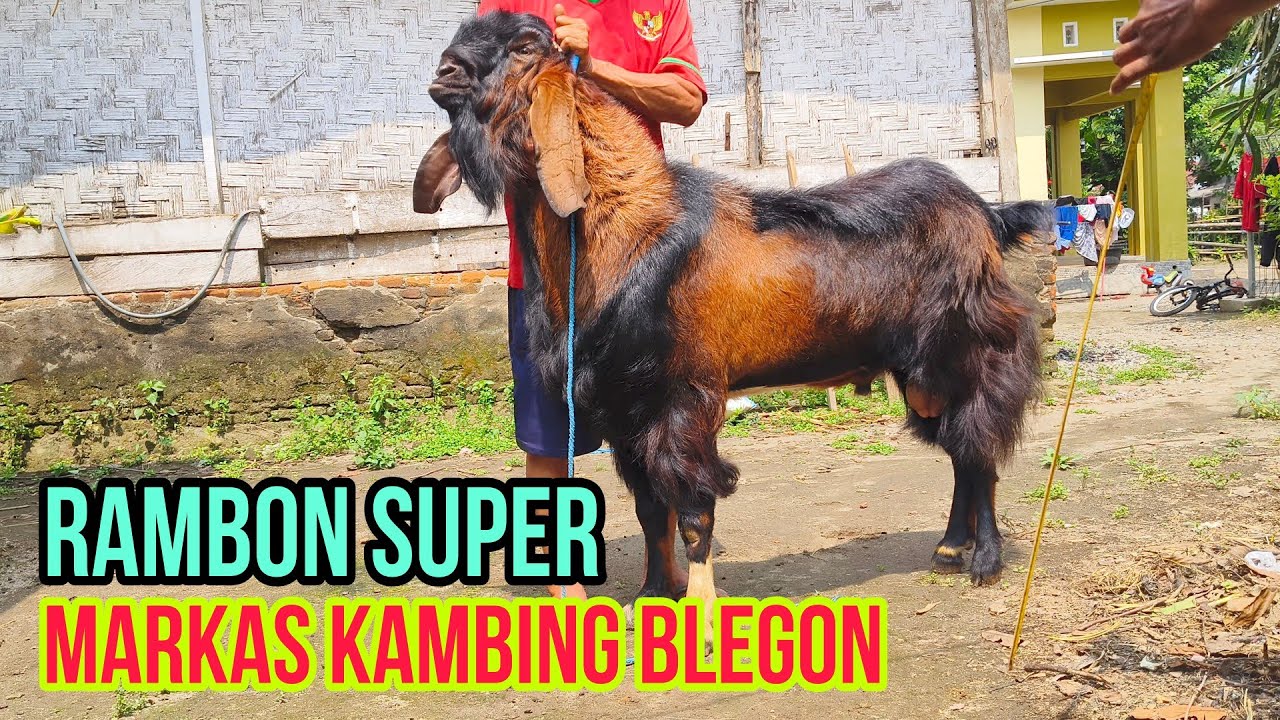 PESONA  JAWA RANDU SUPER JUMBO